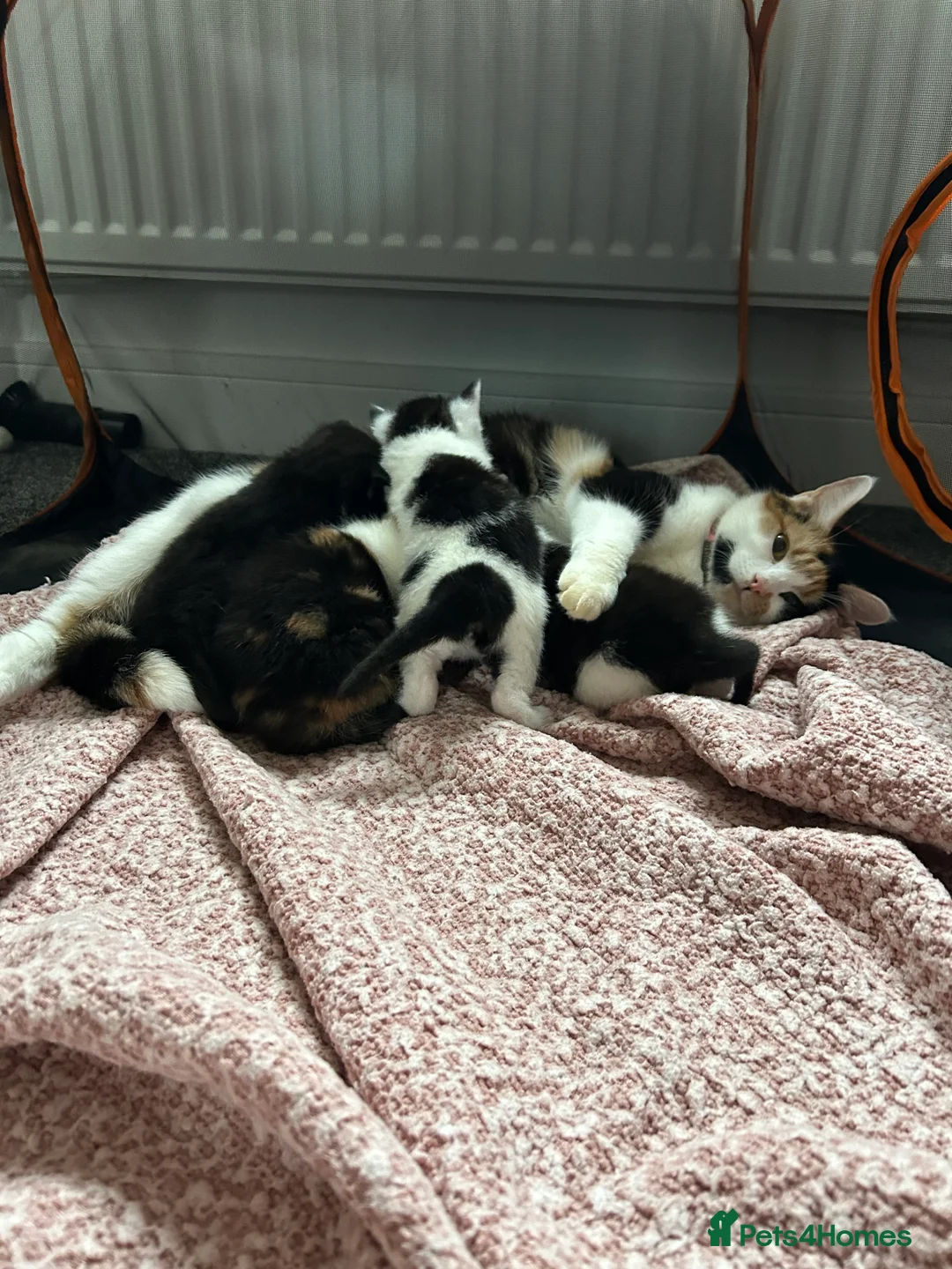 Mixed Breed cats for sale: 2 female kittens in Spalding - Advert 2