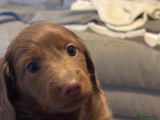 Miniature Dachshund dogs Miniature Dachshund Puppies Ready For New Homes - Advert 1