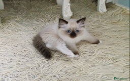 Ragdoll cats for sale: 3 Pedigree Ragdoll Kittens For Sale - Image 7
