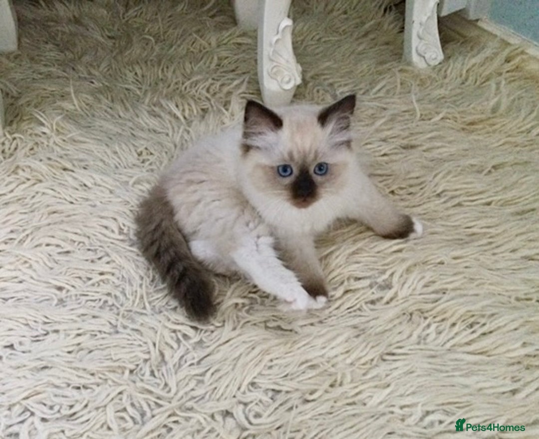 Ragdoll cats for sale: 3 Pedigree Ragdoll Kittens For Sale - Image 7