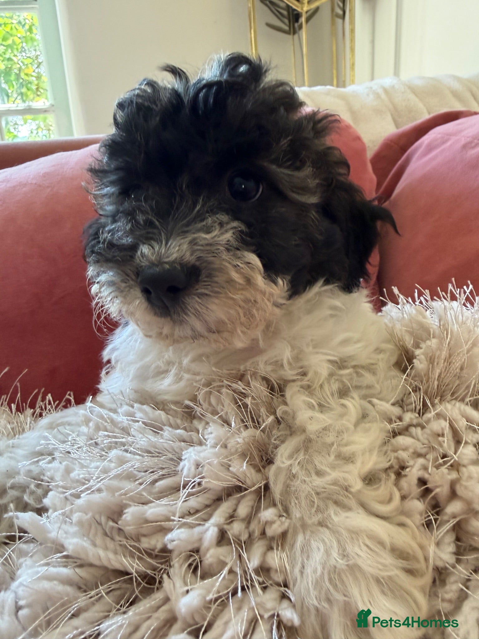 Mixed Breed dogs Ready to leave Toy poodle Havanese puppies  - Advert 1