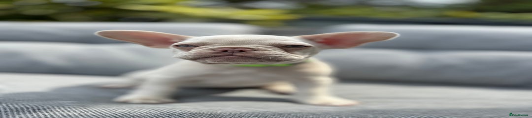cream