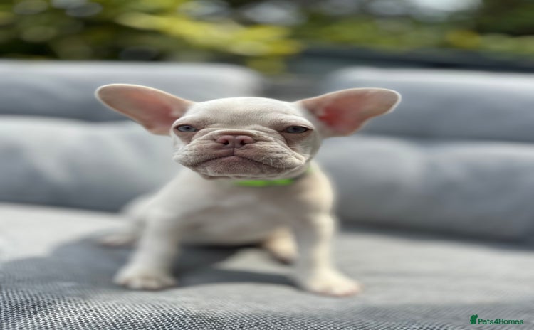 French Bulldog dogs - Advert 7