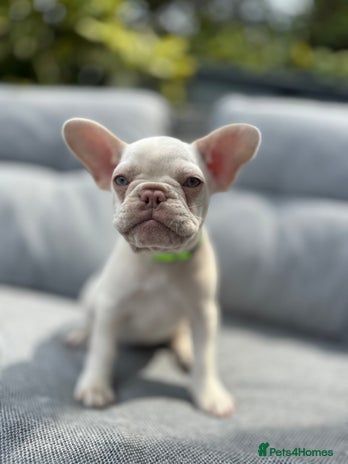 French Bulldog dogs - Advert 8