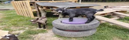 Goats livestock for sale: Pygmy goats - Advert 8