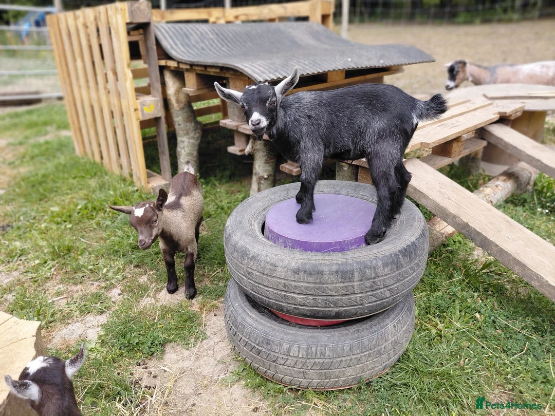 Goats livestock for sale: Pygmy goats - Advert 8