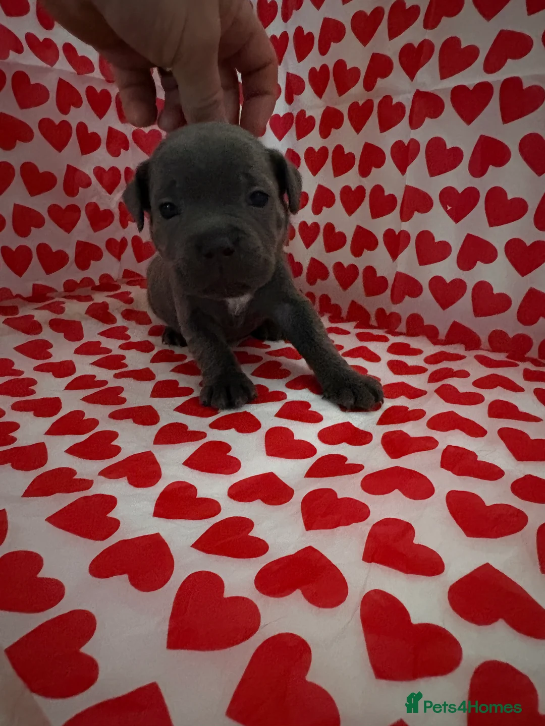 Staffordshire Bull Terrier dogs for sale: Blue staffy puppies, kent - Advert 20