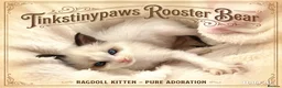 Ragdoll cats for sale: Seal bicolour ragdoll  - Advert 1
