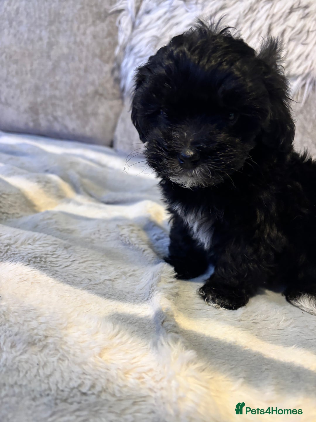 Maltipoo dogs for sale: Beautiful little maltipoo  - Advert 32