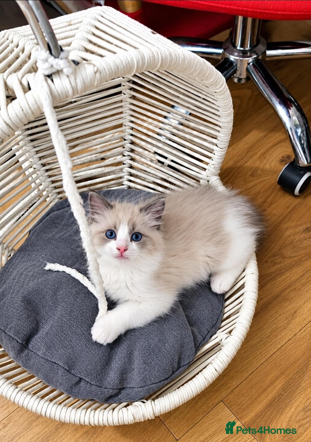 Ragdoll cats for sale: Bicolour ragdoll kittens (males) - Advert 16