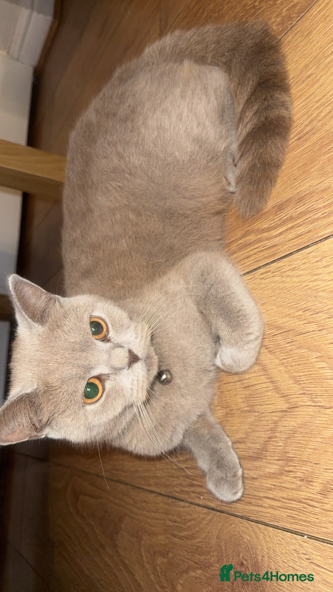 Mixed Breed cats British shorthair cross breed  - Advert 1