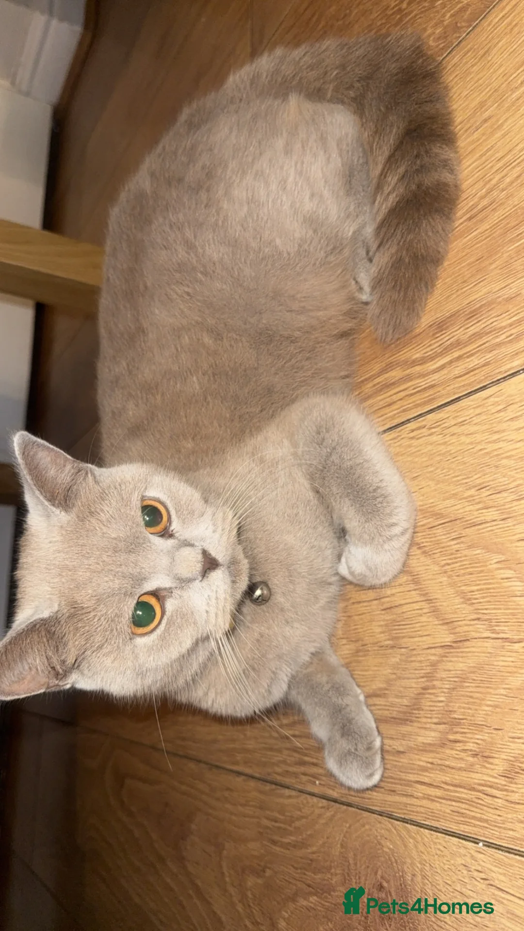 Mixed Breed cats for sale: British shorthair cross breed  in Leeds - Advert 1
