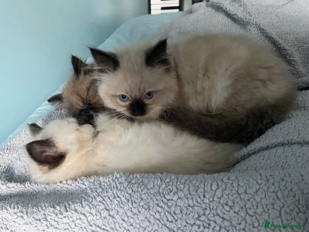 Ragdoll cats for sale: Ragdoll kittens male and female  - Advert 2