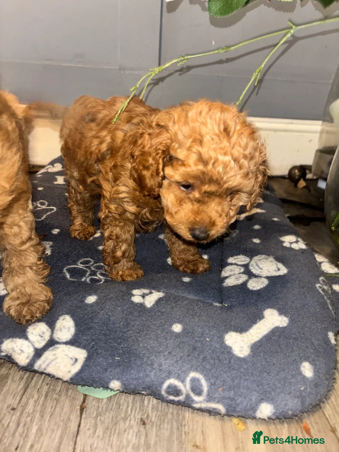 Cockapoo dogs for sale: F1B Mini Cockapoos - Advert 17