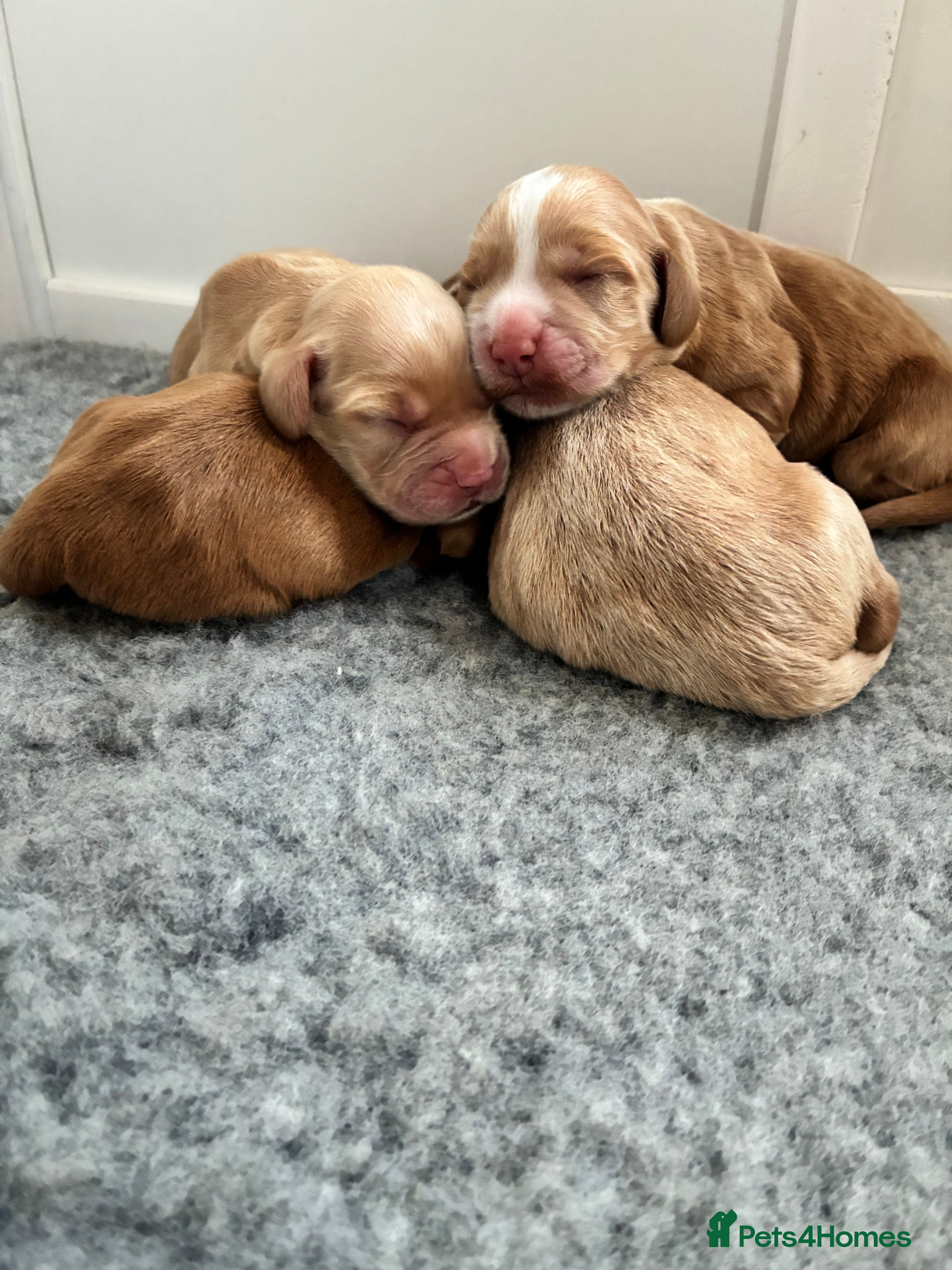 Cocker Spaniel dogs KC Registered and Vet checked Pups - Advert 2