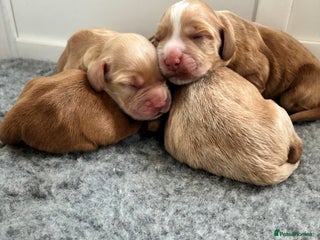 Cocker Spaniel dogs KC Registered and Vet checked Pups - Advert 2