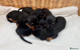 Dachshund dogs for sale: Sausage dachshund puppies  - Image 11