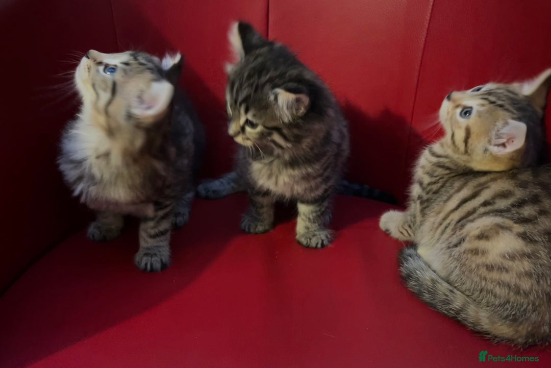 Mixed Breed cats for sale: Three Gorgeous Girls For sale. - Advert 2