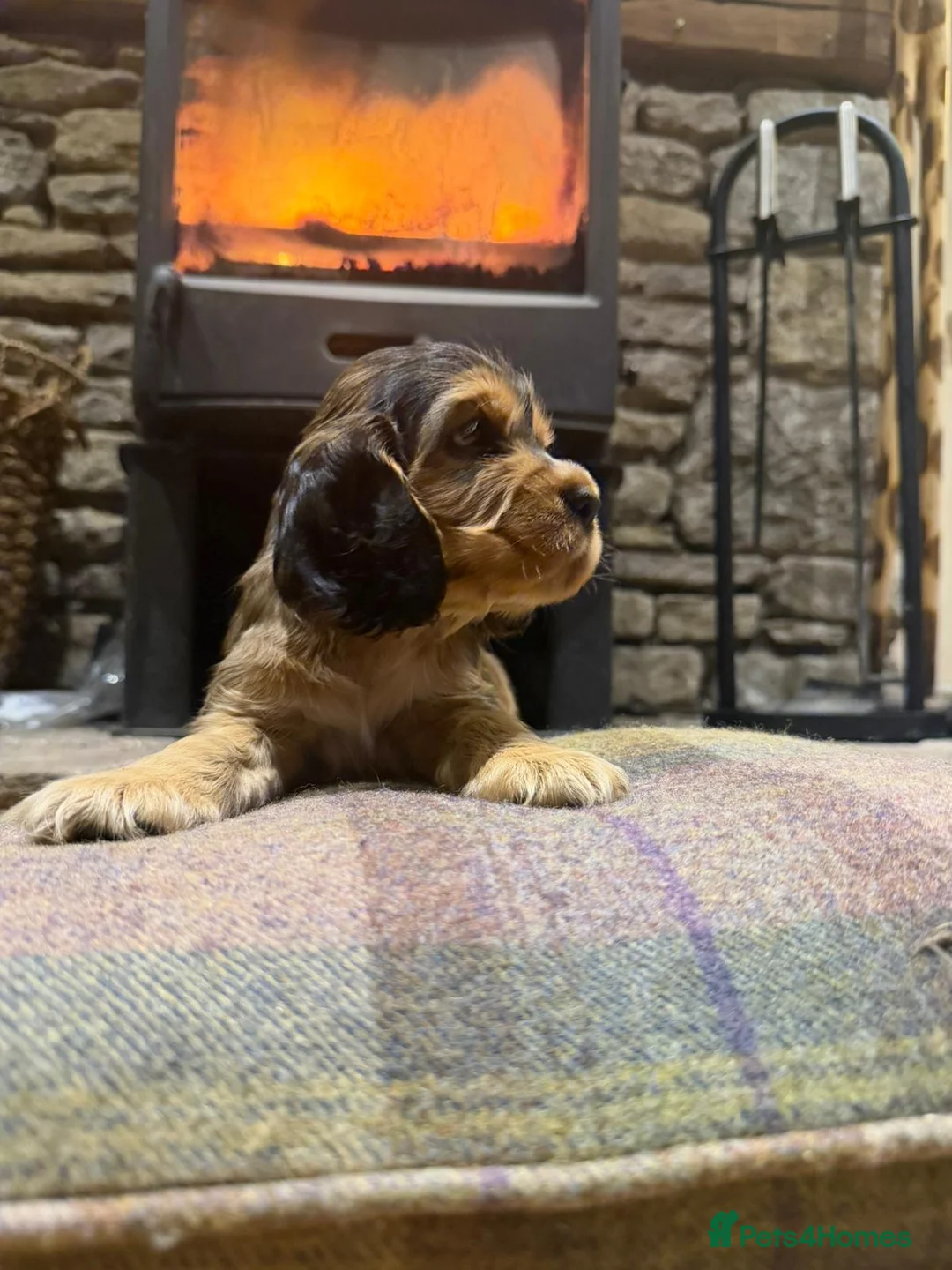 Cocker Spaniel dogs for sale: Stunning sable show cocker puppies in Kendal - Advert 5