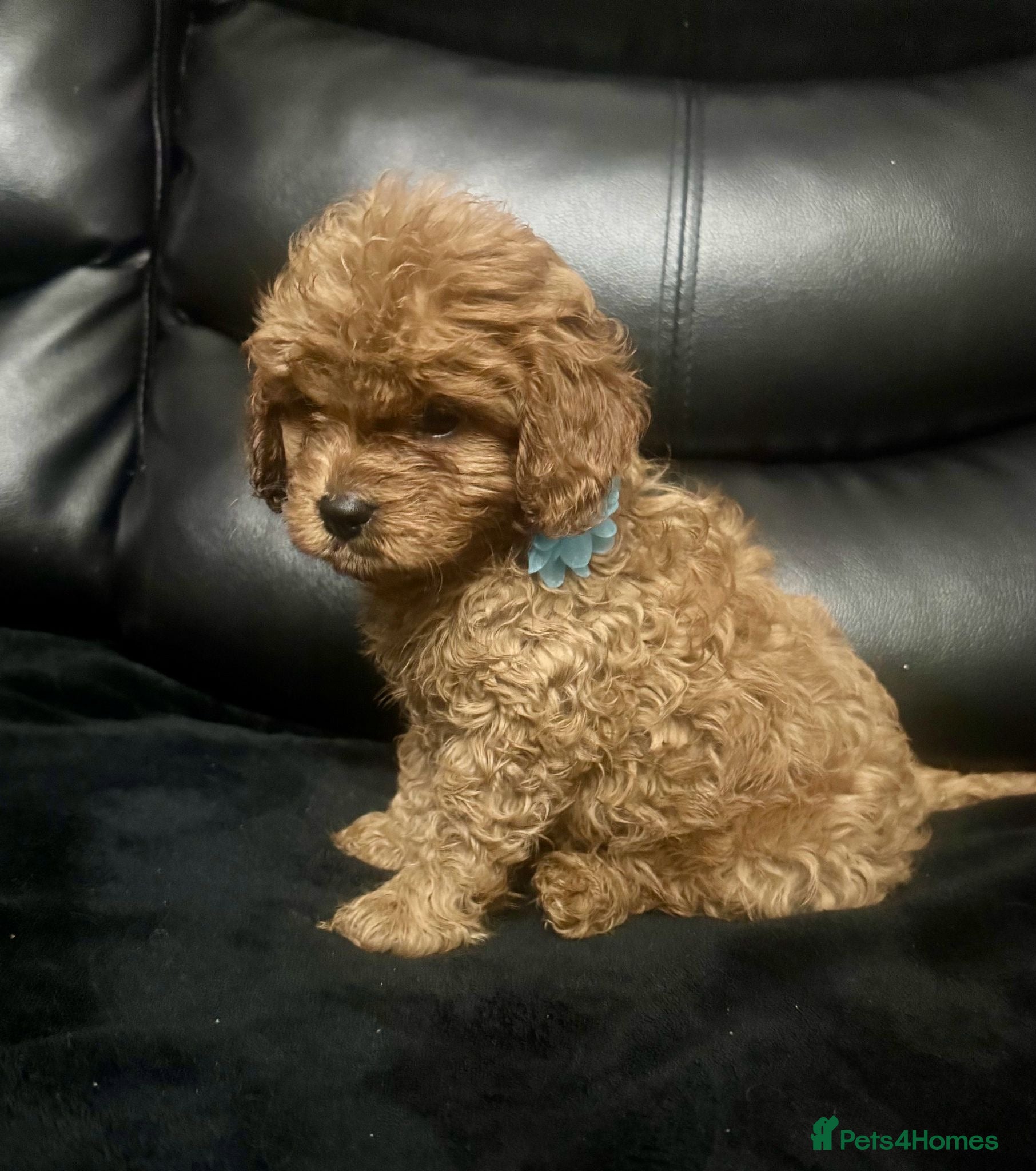 Cavapoo dogs F1 Cavapoos, extensively health tested parents  - Advert 1