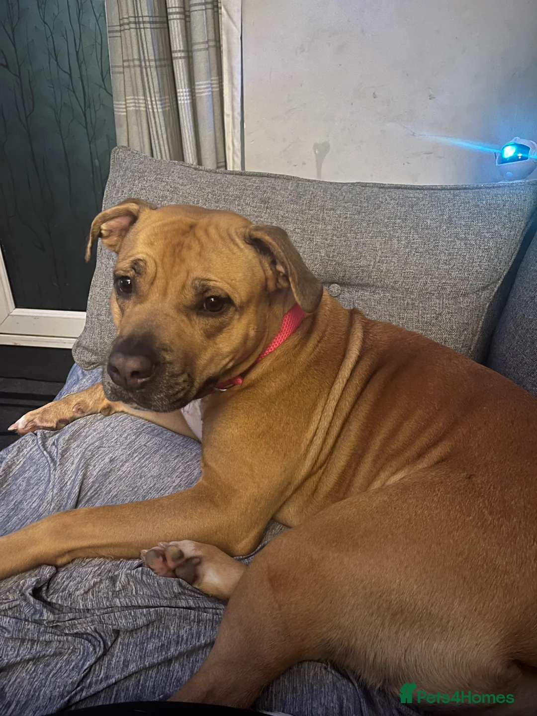 Mixed Breed dogs for sale: Very Sad Rehome  - Advert 5