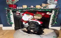 Mixed Breed dogs for sale: 🐾 Dog Looking for a New Home 🏡 - Image 8