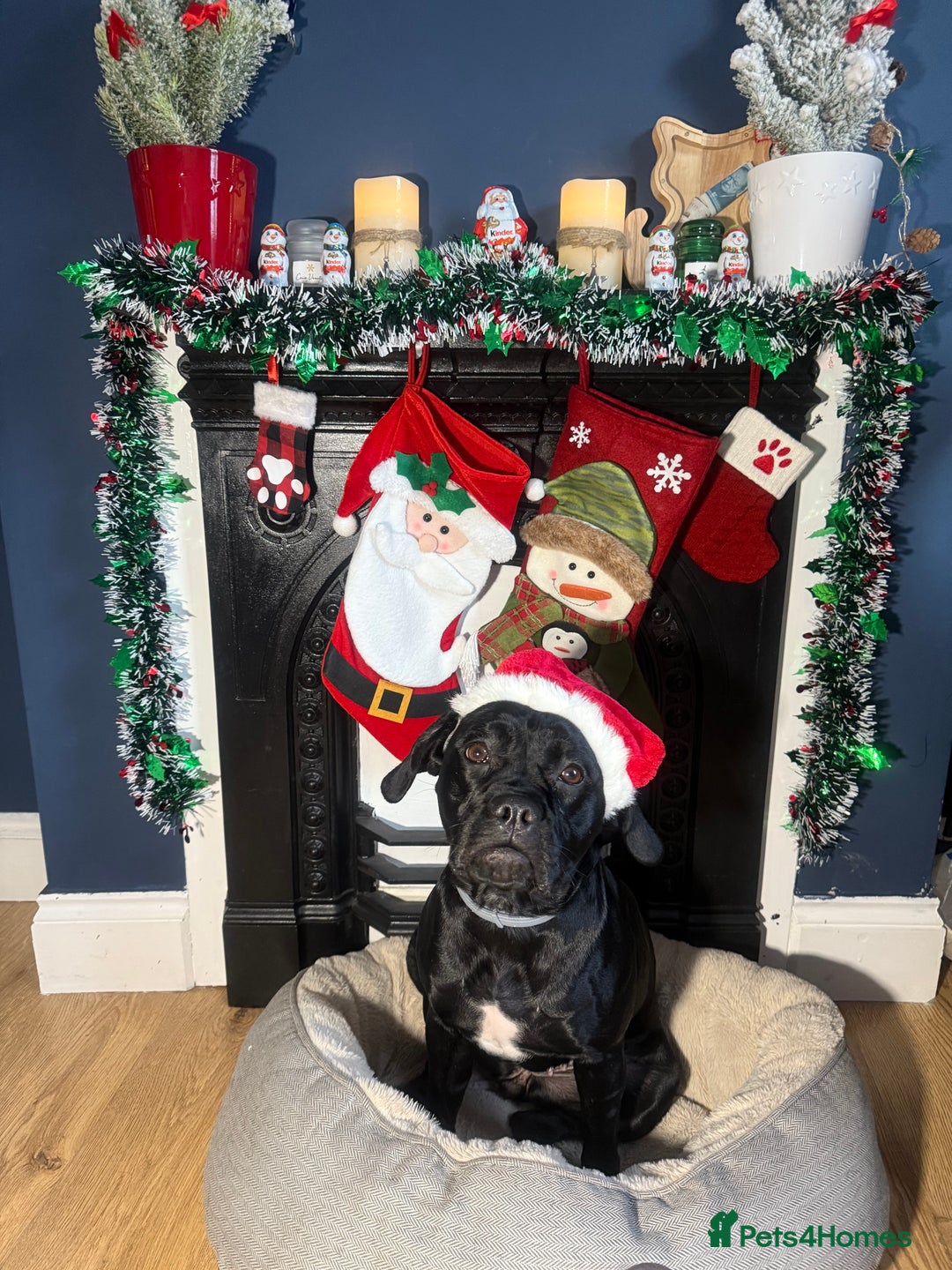 Mixed Breed dogs for sale: 🐾 Dog Looking for a New Home 🏡 - Image 8