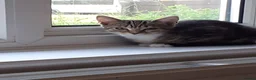 Mixed Breed cats for sale: Kitten - Advert 9
