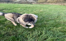 Caucasian Shepherd Dog dogs for sale: Caucasian shepherd  - Advert 3