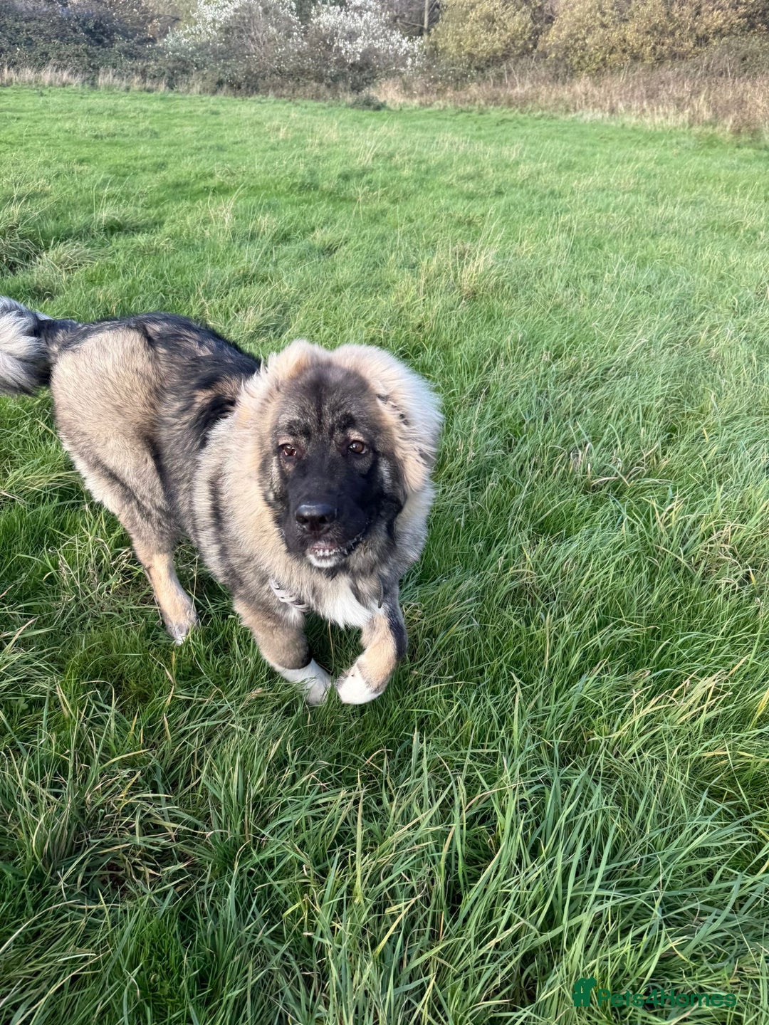 Caucasian Shepherd Dog dogs for sale: Caucasian shepherd  - Advert 3
