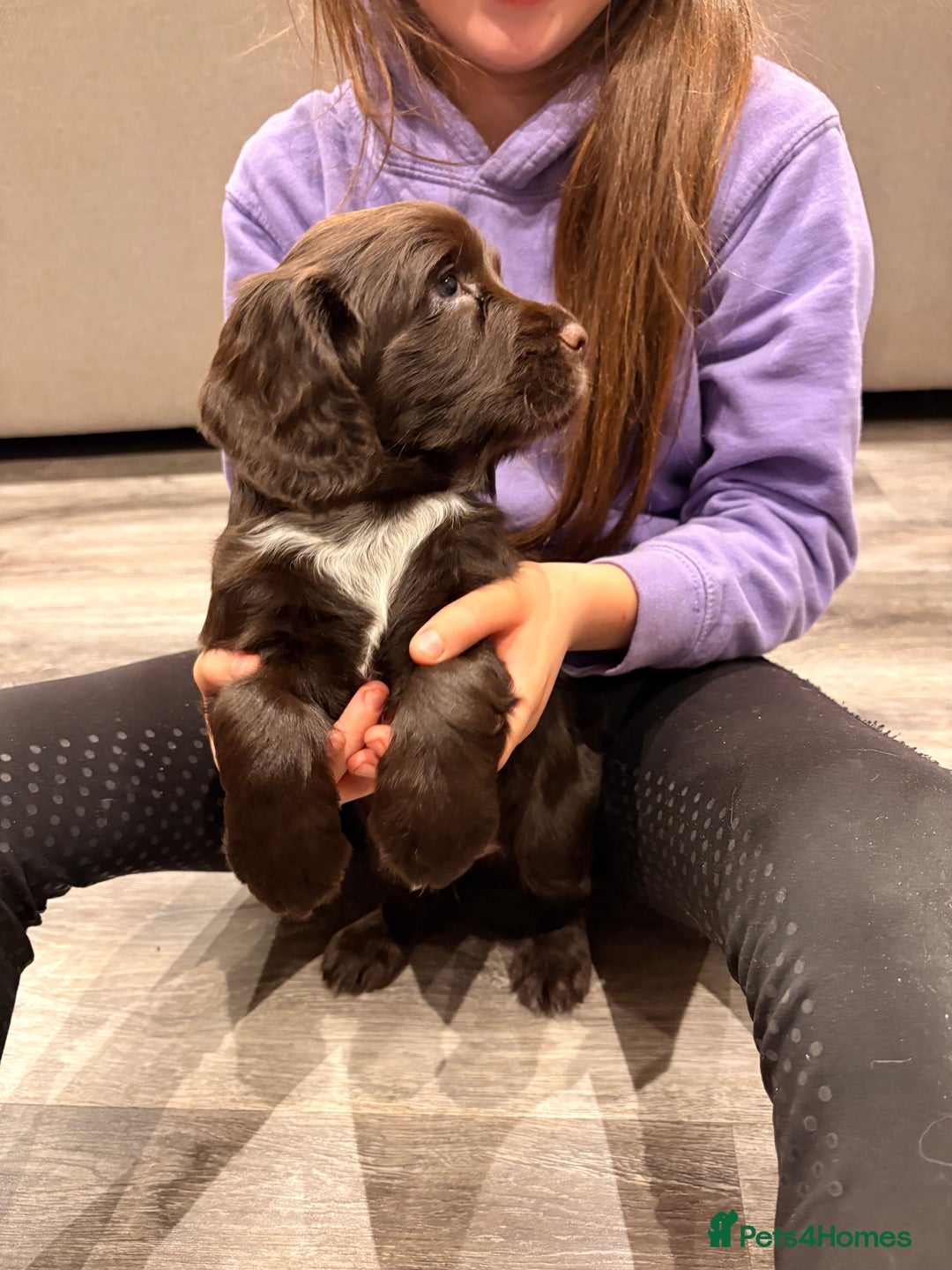 Cocker Spaniel dogs for sale: Available this week 2 beautiful spaniel puppies  - Advert 5