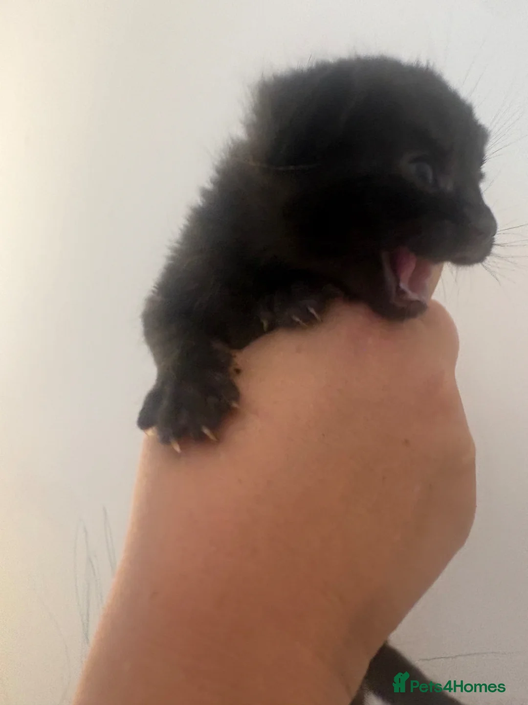 Mixed Breed cats for sale: 3 beautiful kittens in Helston - Advert 6