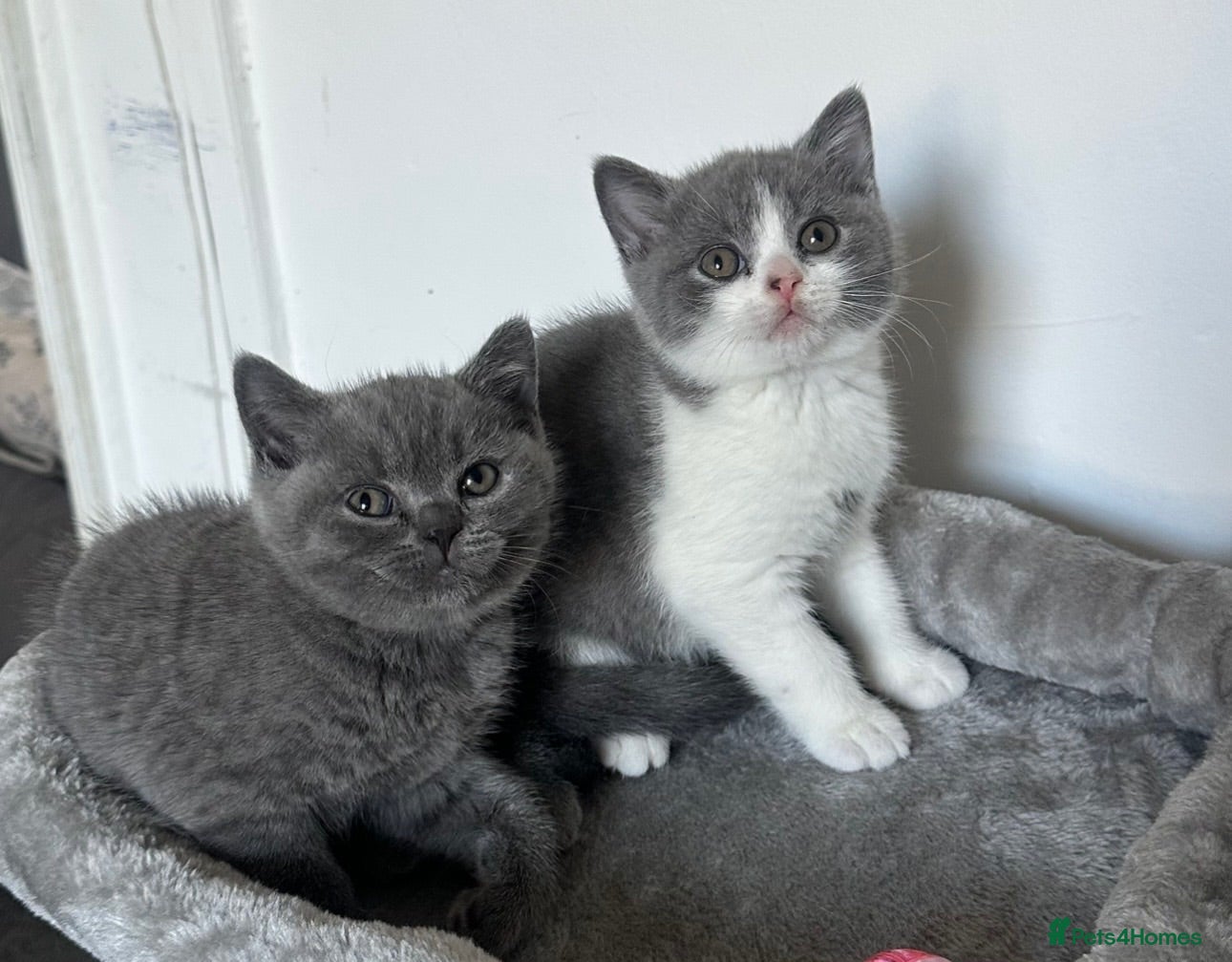 British Shorthair cats 💙 Bicolour Blue and White British Shorthair  - Advert 1