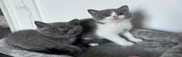 British Shorthair cats for sale: 🐾Blue and White British Shorthair Boys  - Advert 12