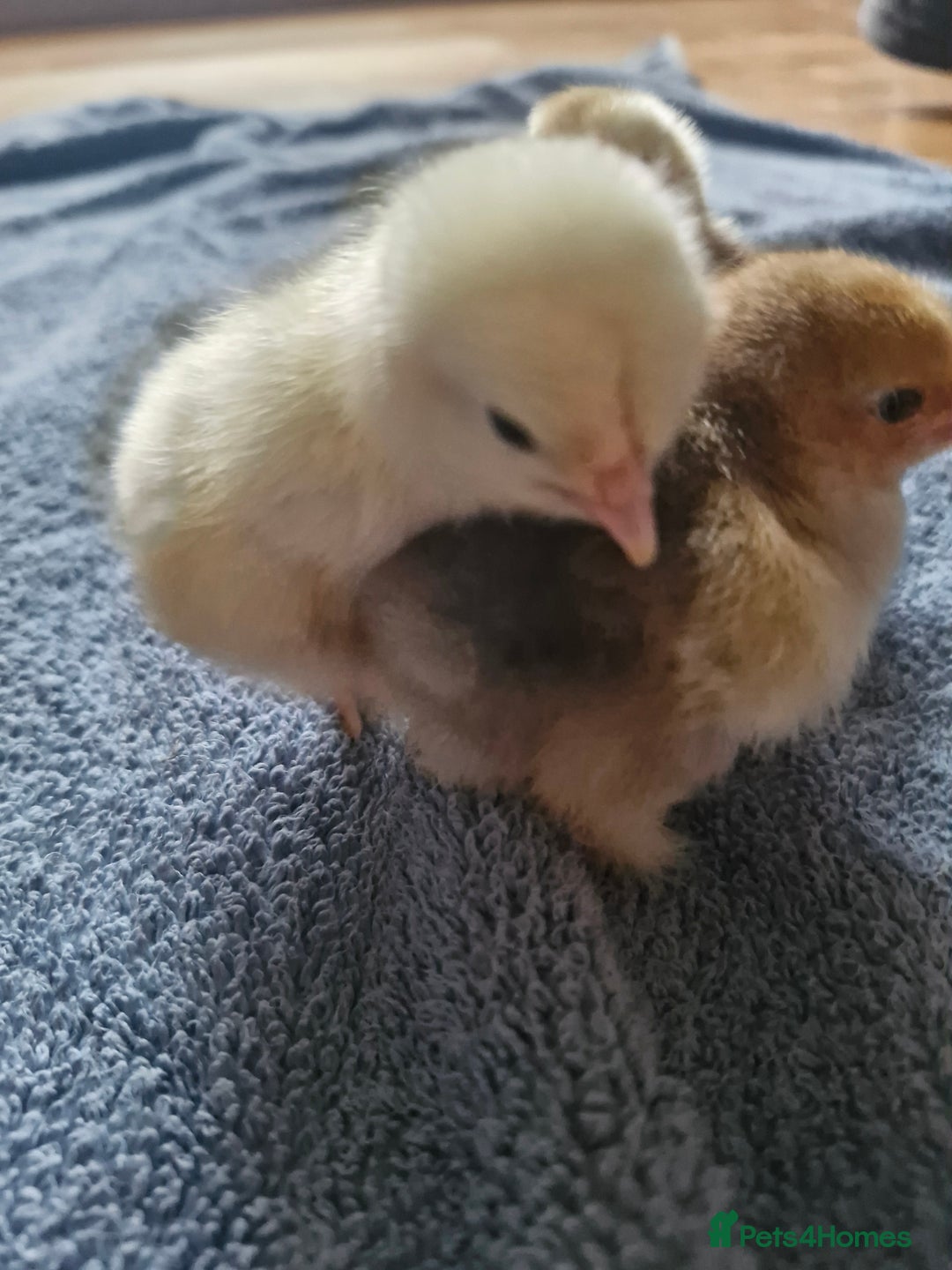 Chickens poultry for sale: Chicks for sale  - Image 3
