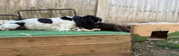 Cocker Spaniel dogs for sale: Ready Now RKC Reg DNA CLEAR Show Cocker Female in Fareham - Advert 24