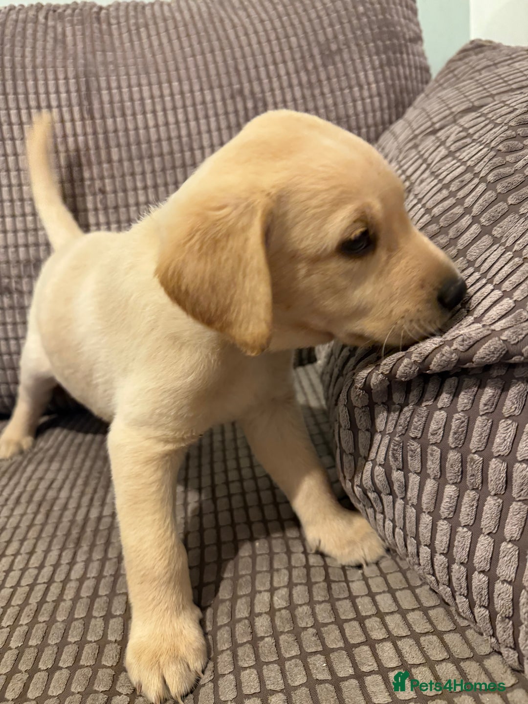 Labrador Retriever dogs for sale: 9 Adorable Labrador Puppies! 2 Pups remaining!  - Advert 12