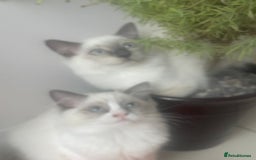 Ragdoll cats for sale: Seal point pedigree Ragdoll  - Image 4