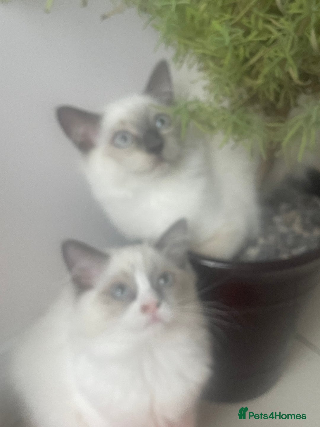 Ragdoll cats for sale: Seal point pedigree Ragdoll  - Image 4