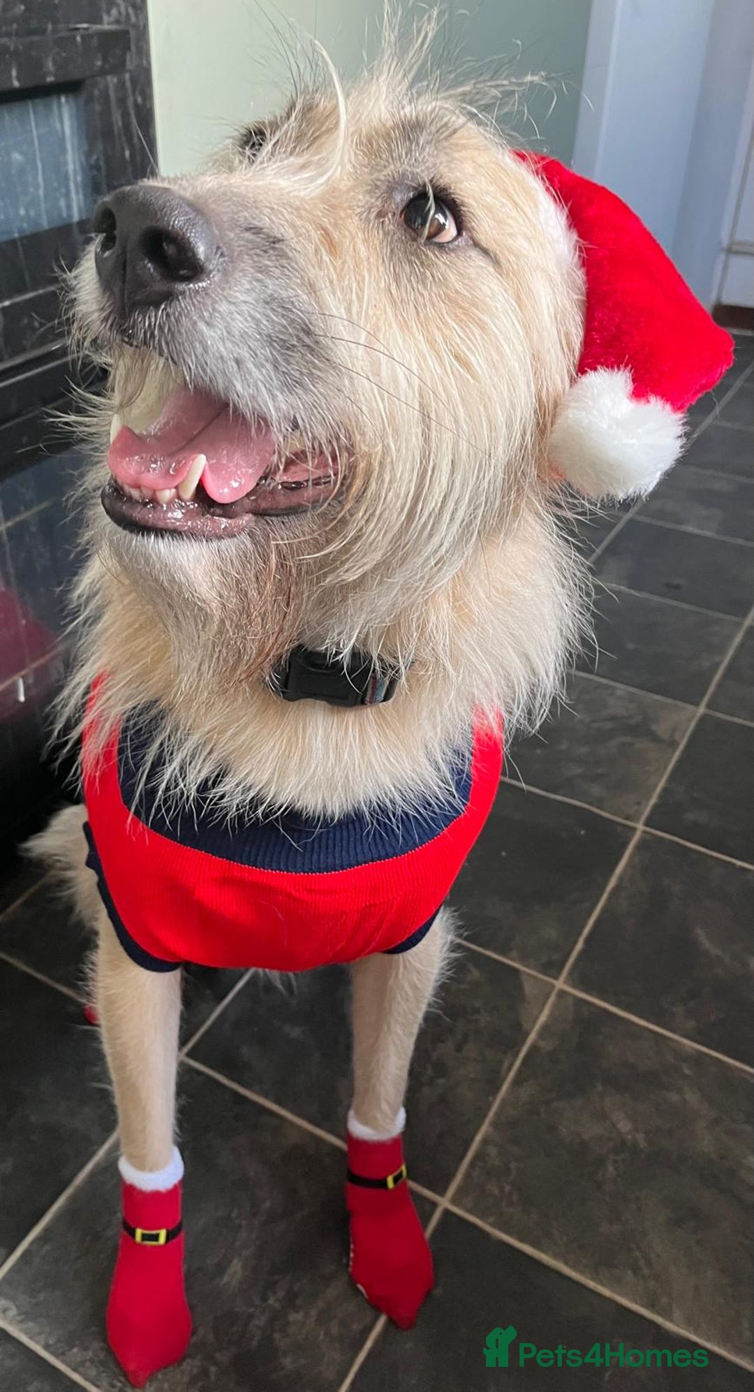 Mixed Breed dogs for adoption: 💙🐶 COOPER 🐶💙 - Image 13