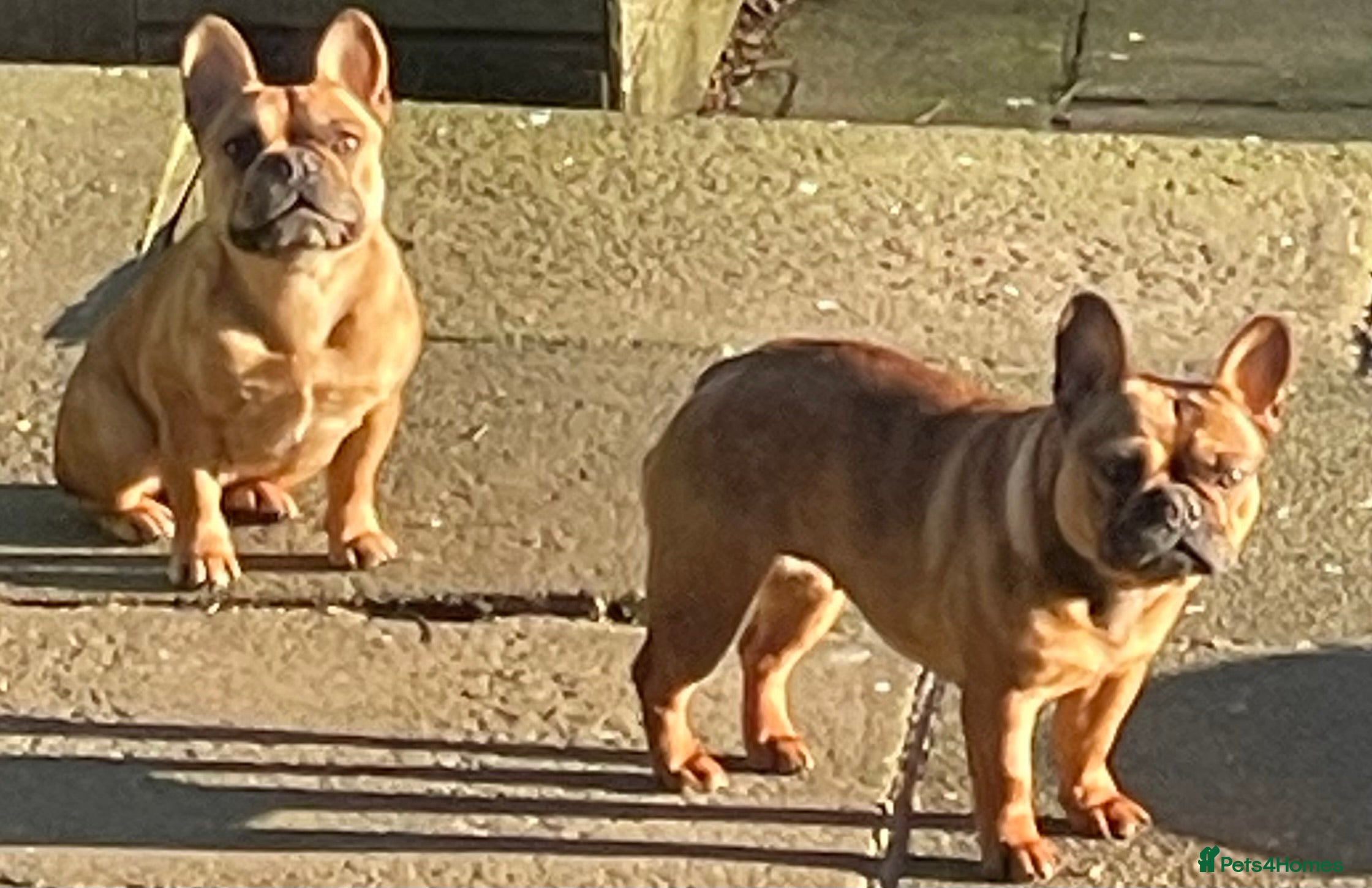 French Bulldog dogs KC HEALTH TESTED FRENCH BULLDOGS SPAYED GIRLS  - Advert 1