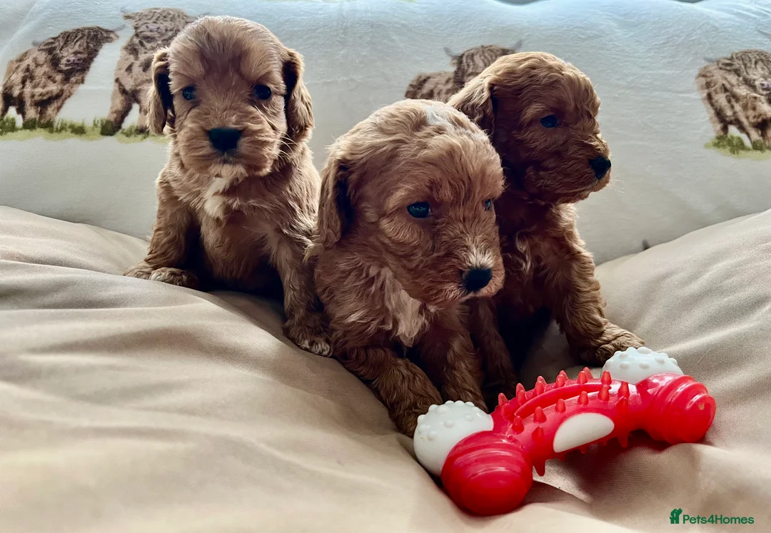 Cockapoo dogs for sale:  Stunning F1 DNA clear cockapoo puppies  - Advert 1