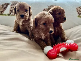 Cockapoo dogs Stunning F1 DNA clear cockapoo puppies - Advert 5