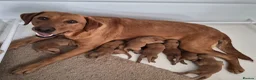 Labrador Retriever dogs for sale: Fox Red Labrador Retriever Puppies - Advert 1