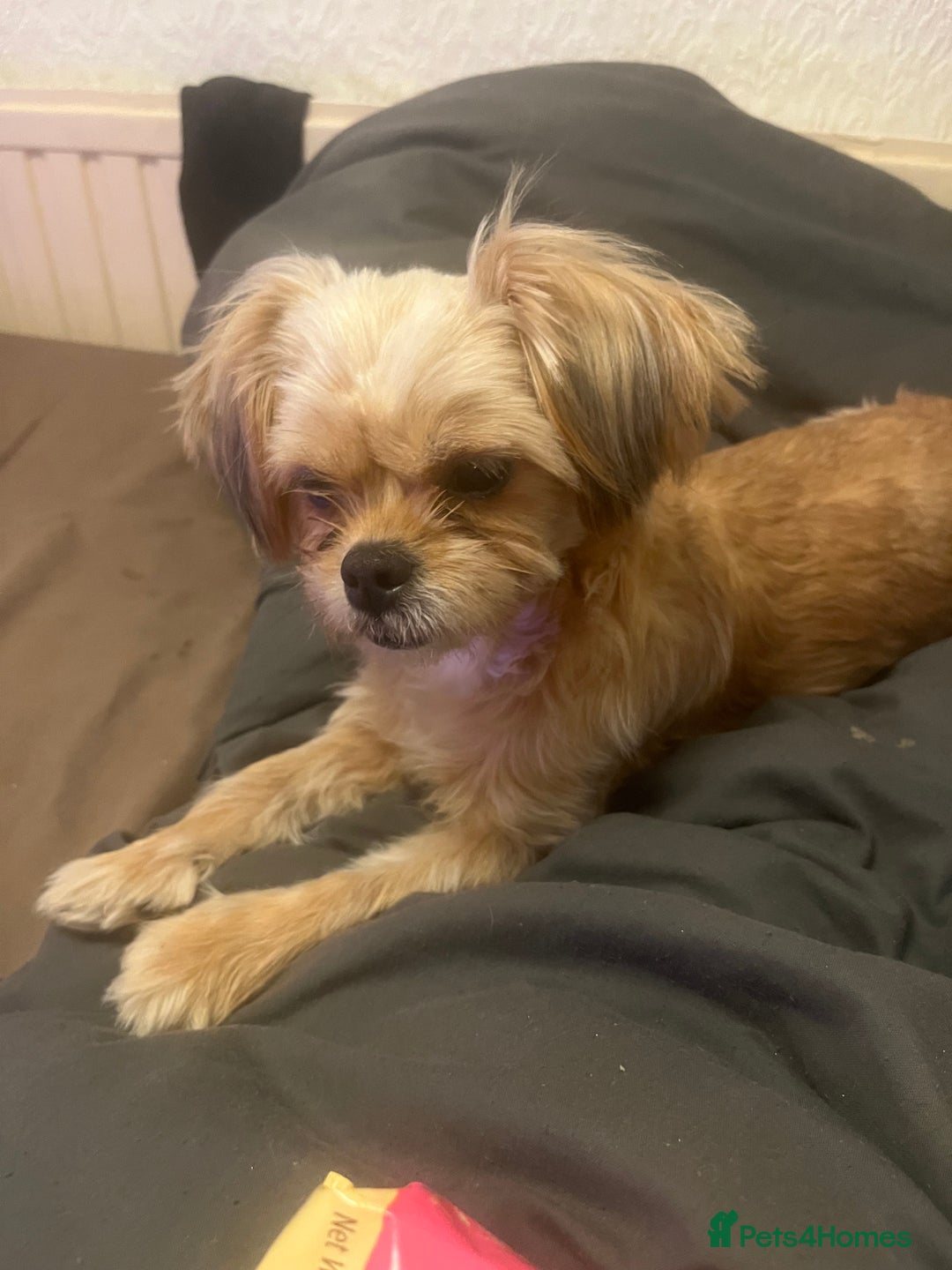 Mixed Breed dogs for sale: 2 yr old shih tzu cross Lhasa apso. - Advert 1