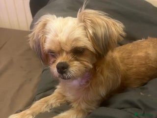 Mixed Breed dogs 2 yr old shih tzu cross Lhasa apso. - Advert 1