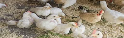 Chickens poultry for sale: 🐓 Serama Bantam Chickens 🐓  - Advert 4