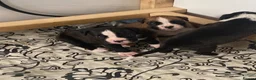 Boxer dogs for sale: Kc reg boxer pups bobtail and full tail  - Advert 26