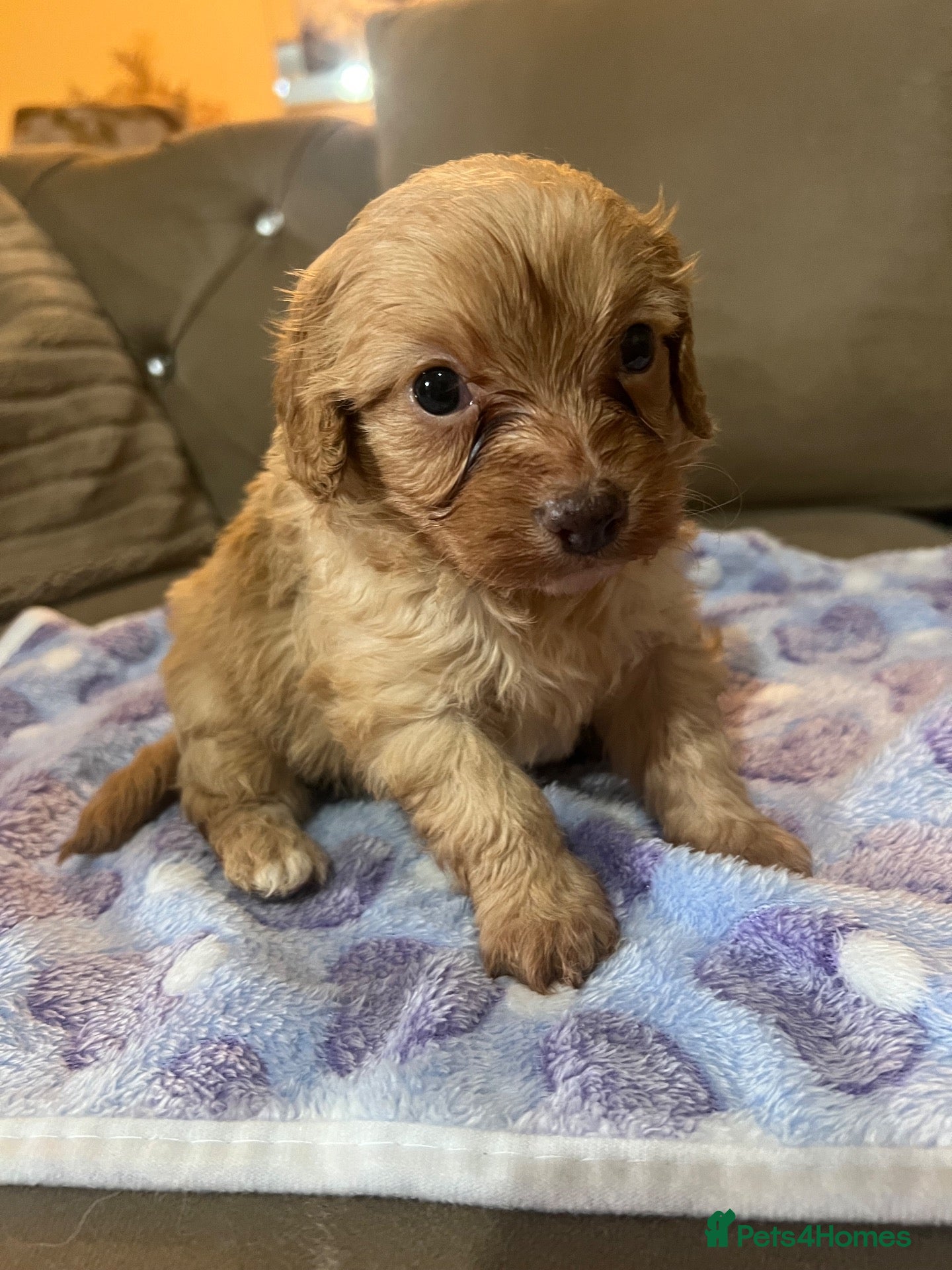 Cavapoo dogs 1 cavapoo girl 💕 - Advert 2