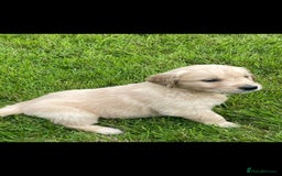 Golden Retriever dogs for sale: Golden retriever puppies  - Image 3